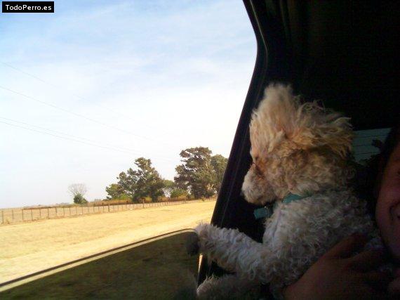 La foto del perro