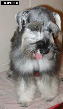 La foto del perro