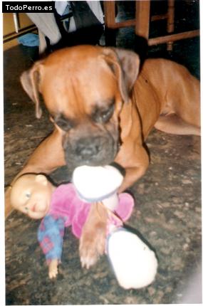 La foto del perro