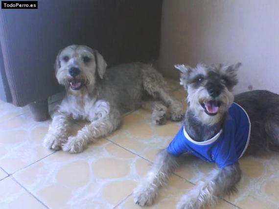 La foto del perro