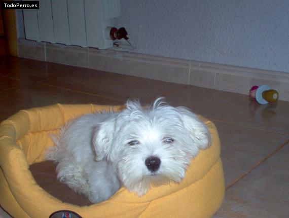 La foto del perro