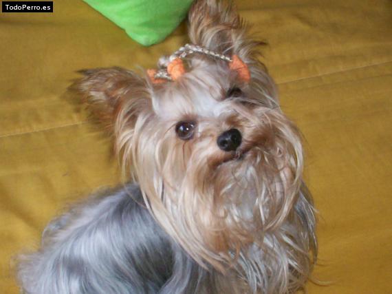 La foto del perro