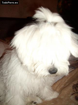 La foto del perro