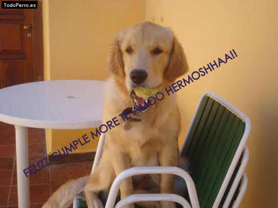 La foto del perro