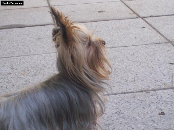 La foto del perro