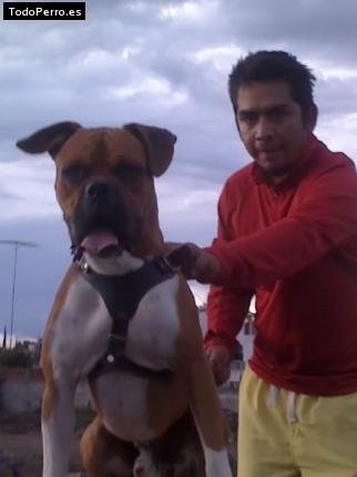 La foto del perro