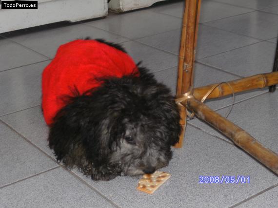 La foto del perro