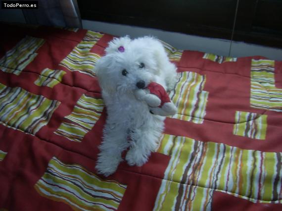 La foto del perro