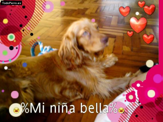 La foto del perro