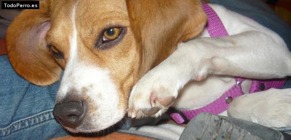 La foto del perro
