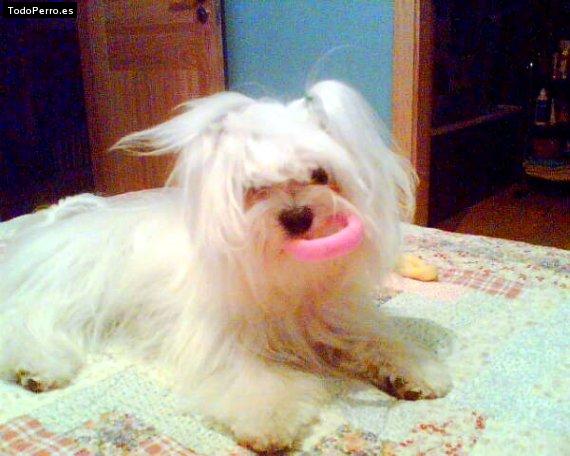 La foto del perro