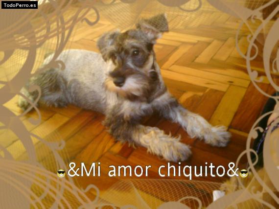 La foto del perro