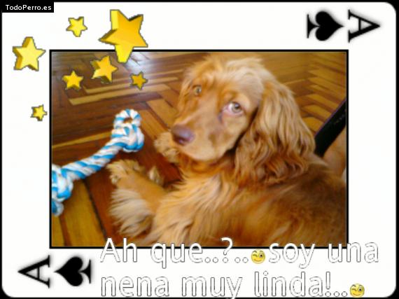 La foto del perro