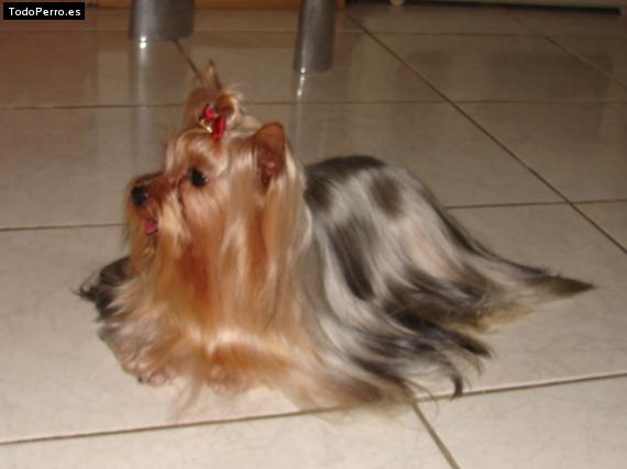 La foto del perro