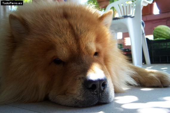 La foto del perro
