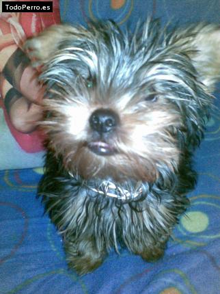 La foto del perro
