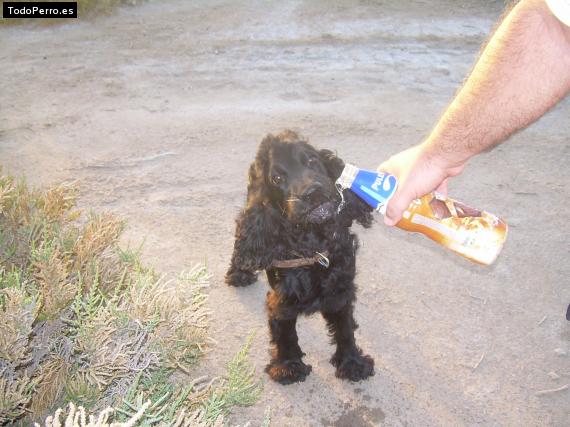 La foto del perro