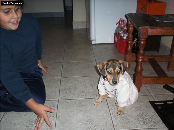 La foto del perro