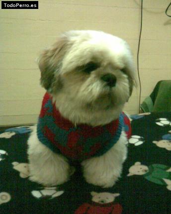 La foto del perro