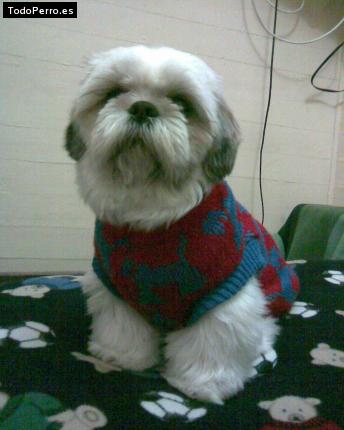La foto del perro