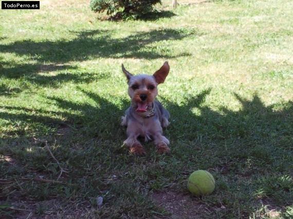 La foto del perro