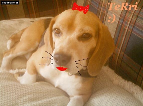 La foto del perro