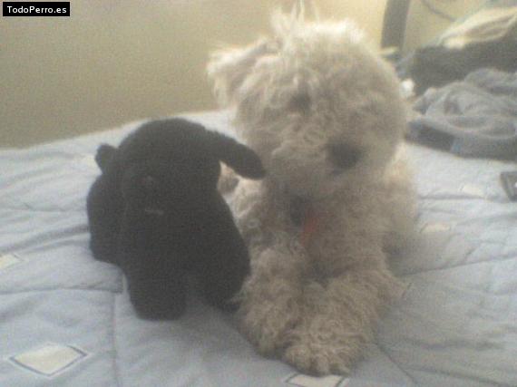 Foto del perro Cody