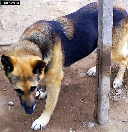 Foto del perro Mora