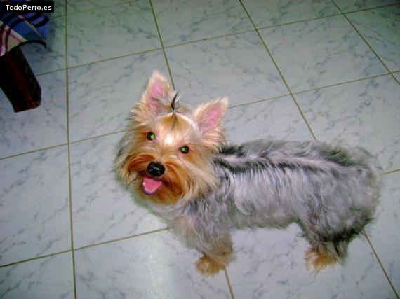 La foto del perro