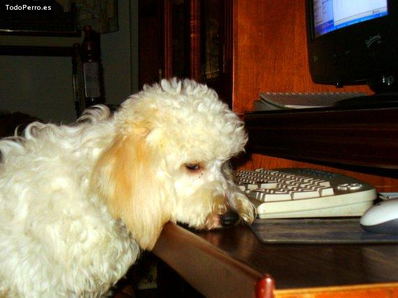 La foto del perro