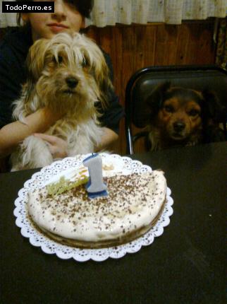 La foto del perro