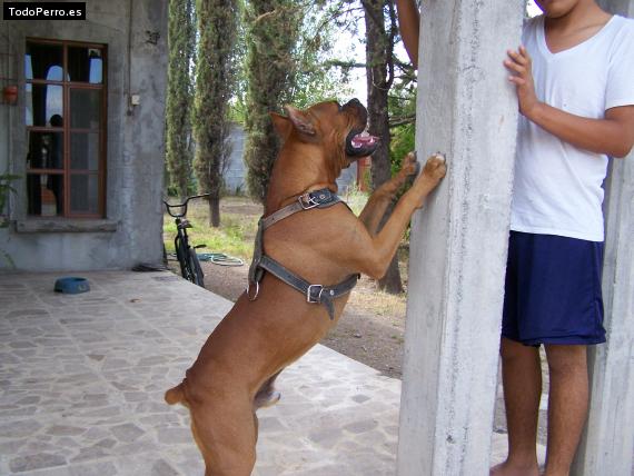La foto del perro