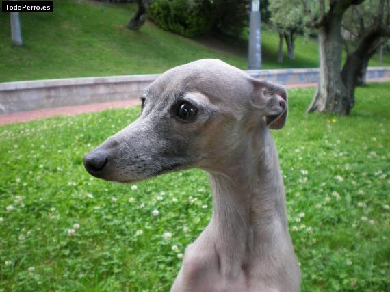 La foto del perro