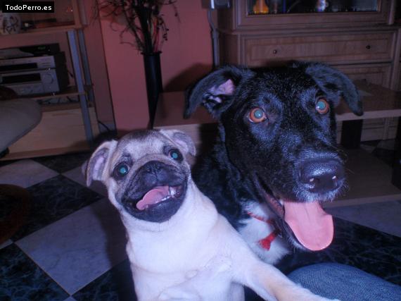 La foto del perro