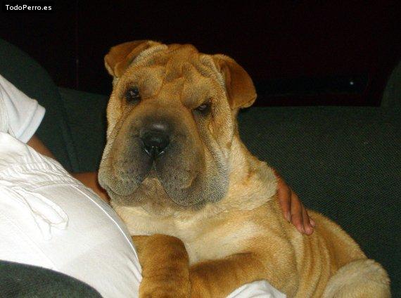 La foto del perro