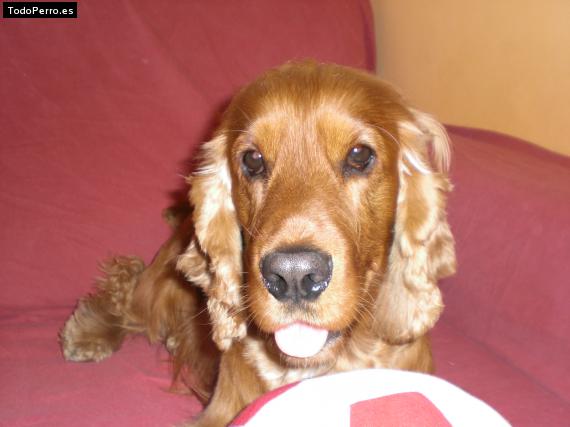 La foto del perro