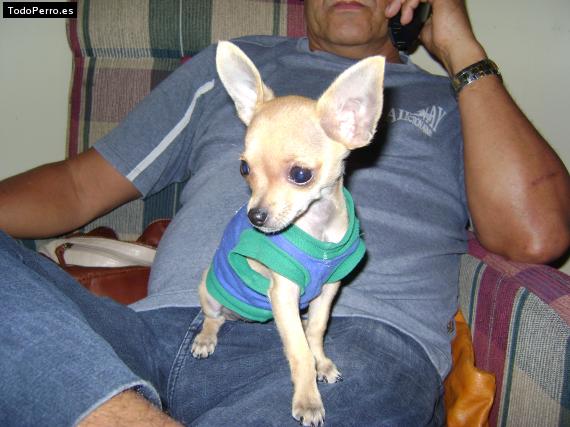 La foto del perro