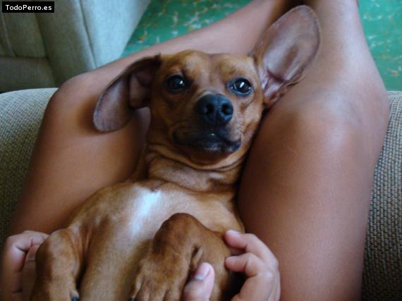 Foto del perro Canito