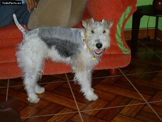 La foto del perro