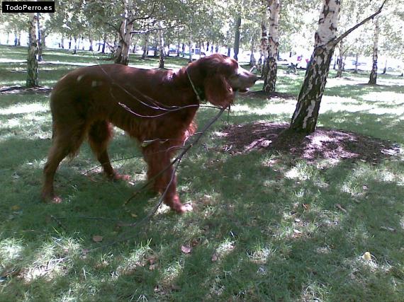 La foto del perro