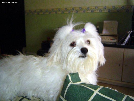 La foto del perro