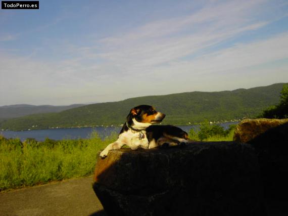 La foto del perro