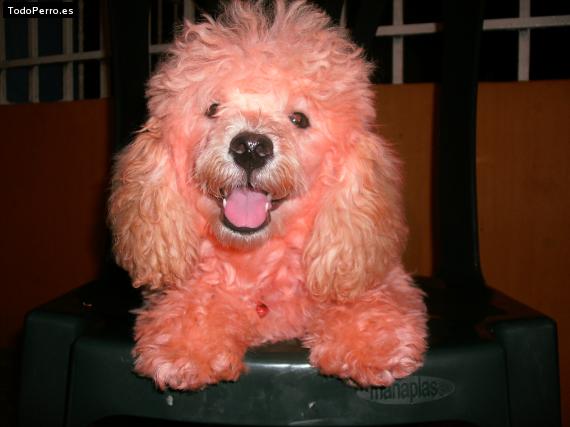 La foto del perro