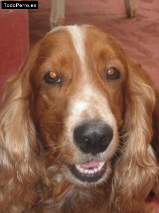 Foto del perro Wiski