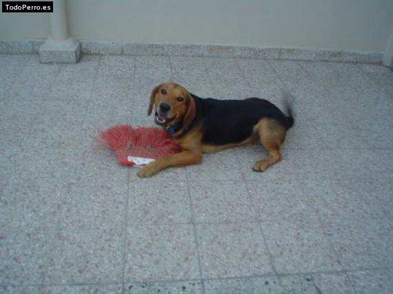 La foto del perro
