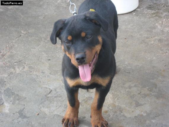 La foto del perro