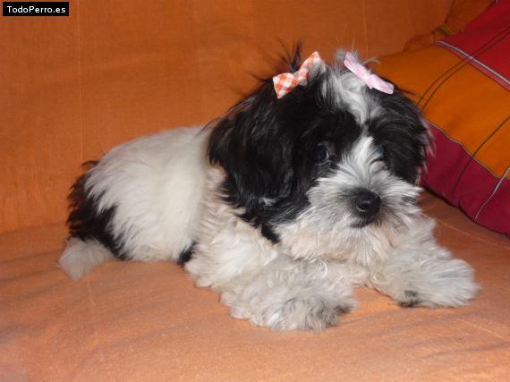 Foto del perro Cosita