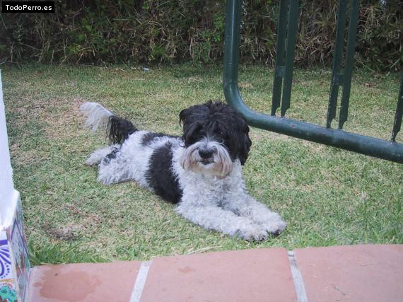 La foto del perro