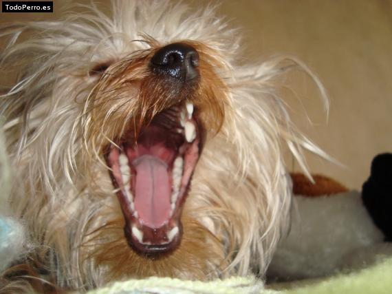 La foto del perro