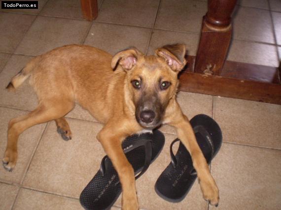 La foto del perro